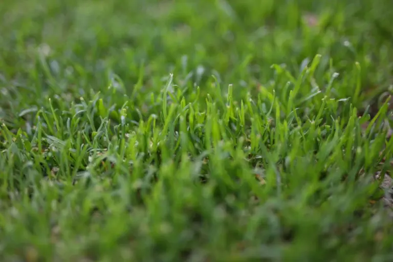 Championship golf turf textures influence ball rollout and short-game control.