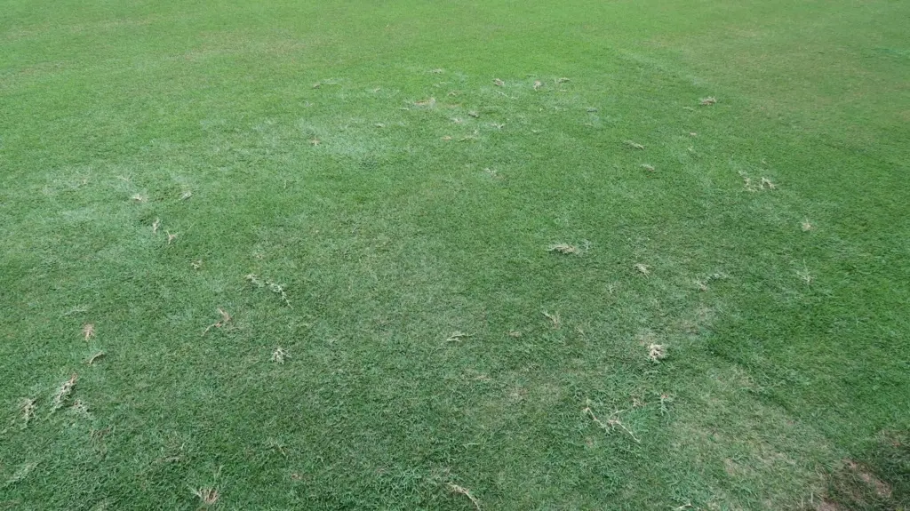Dense zoysia fairways create clean golf lies and crisp iron contact.