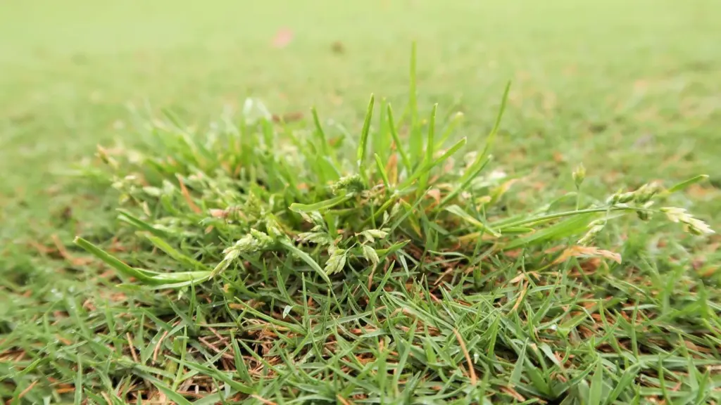 Poa annua greens develop visible texture and seedheads throughout the day.